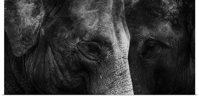Thailand, Chaing Saen, Two Indian elephants, Anantara elephant sanctuary