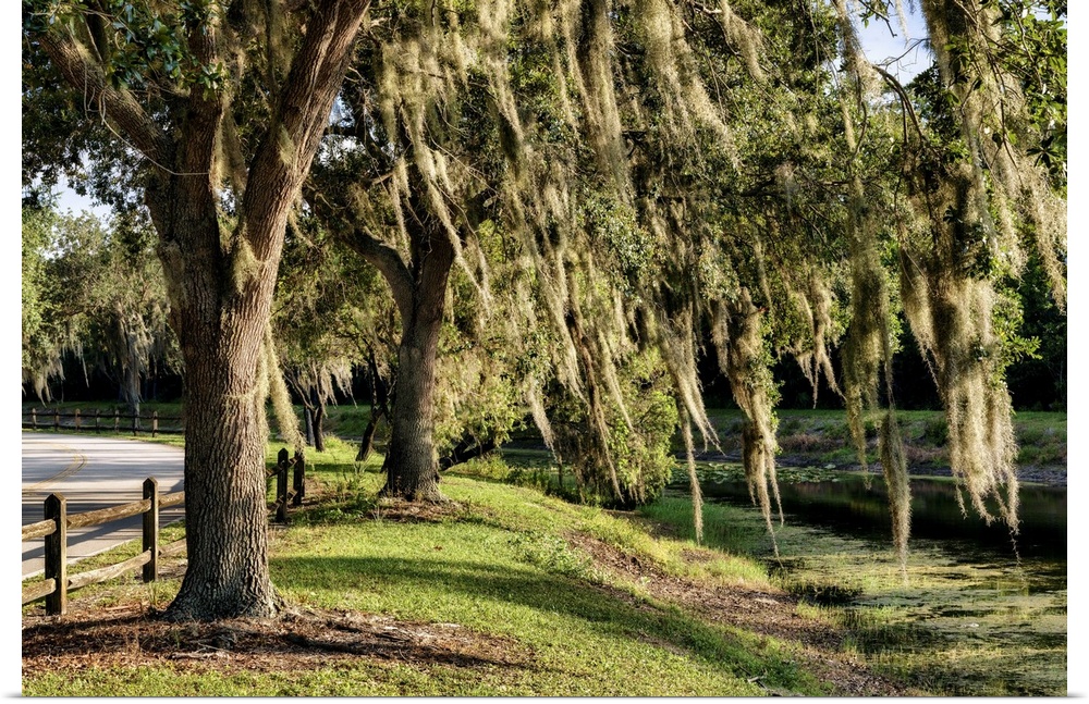 Trees with Spanish Moss.