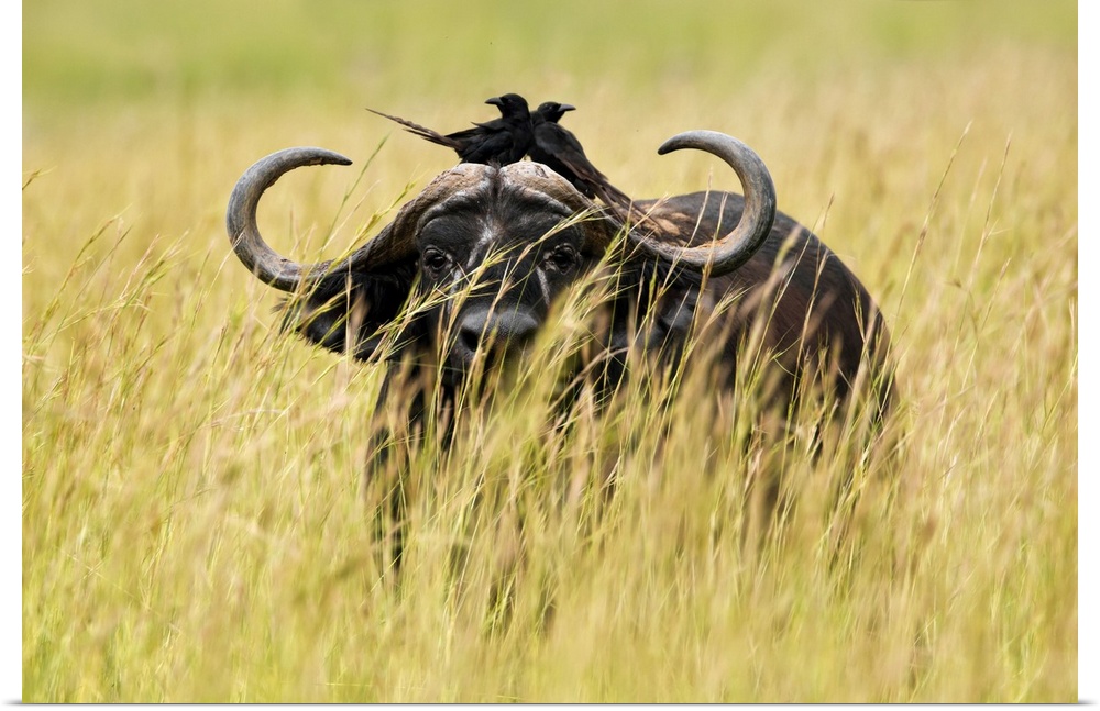 Uganda, Western, Murchison Falls National Park, Murchison Falls, A buffalo in high grass, with two crows laid on its back