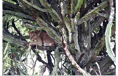 Uganda, Queen Elizabeth National Park, Tree climbing lioness resting on euphorbia tree