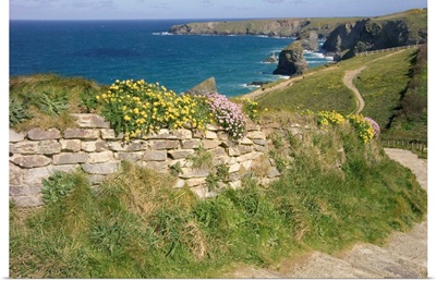UK, England, Cornwall, Bedruthan Steps and wildflowers on the South West Coast Path