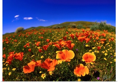 United States, California, Red poppy field