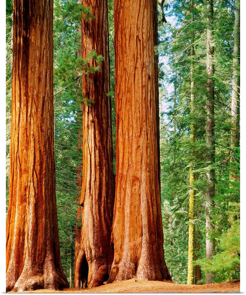 United States, California, Sequoia National Park, Giant Forest