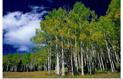 United States, Utah, Fish Lake, aspen trees
