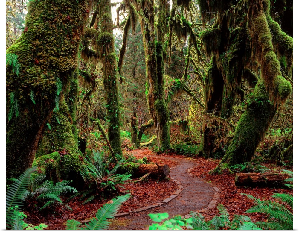 United States, Washington State, Olympic National Park, rainforest