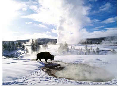 United States, Wyoming, Yellowstone NP, Old Faithful area, bison