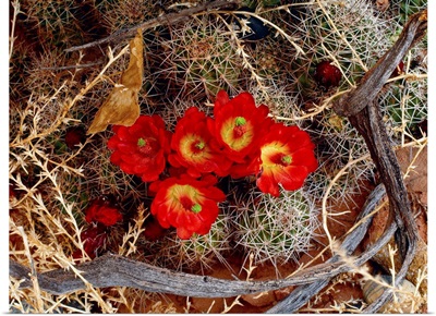 Utah, Cactus flower