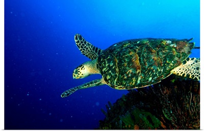 Venezuela, Los Roques National Park, Hawksbill sea turtle