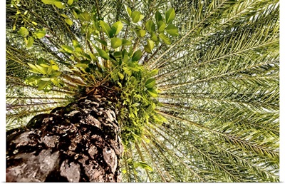 View Under Palm Tree