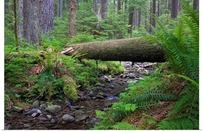 Washington, Olympic National Park, Fallen log over creek in the Sol Duc area