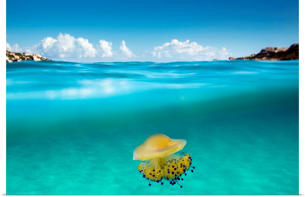 Italy, Sardinia, Olbia-Tempio district, Santa Teresa Gallura, Mediterranean sea, Gallura, A yellow jellyfish under the wav...
