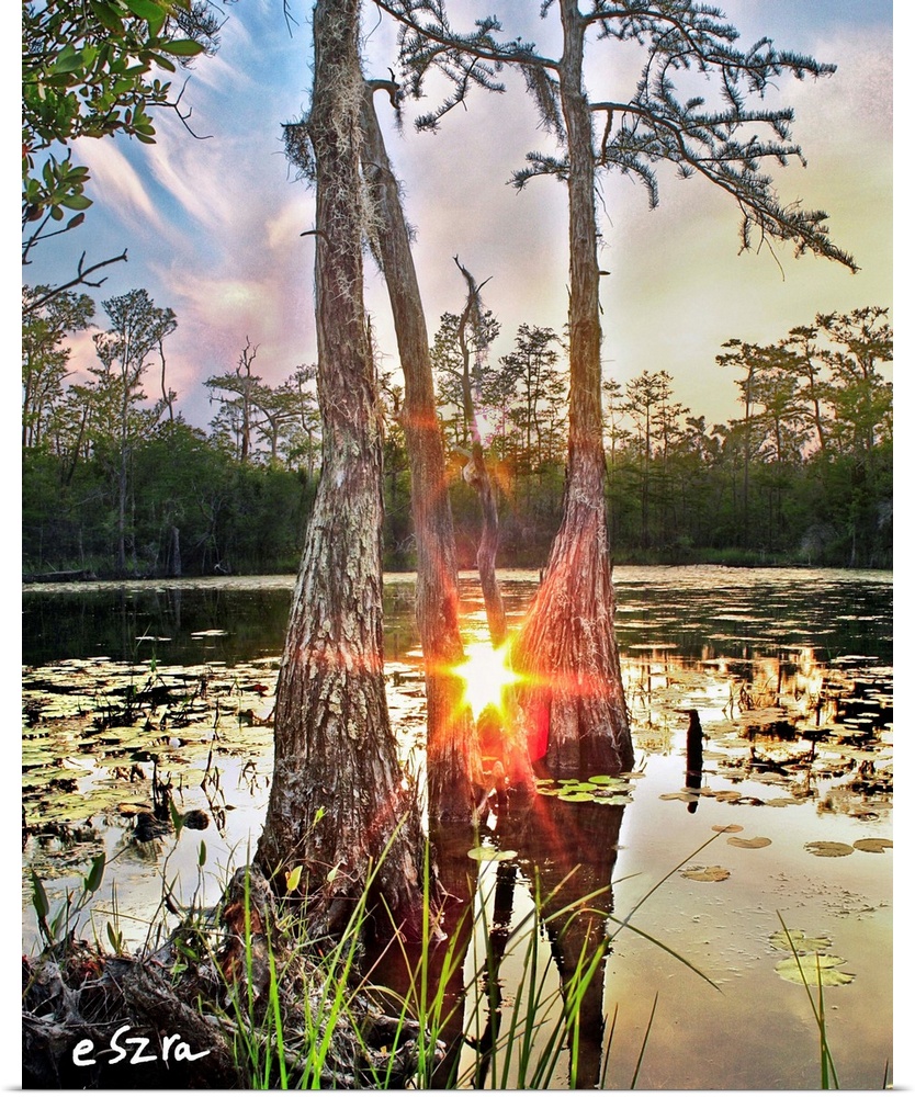 A red sun reflected in a cypress tree swamp amidst lily pads.