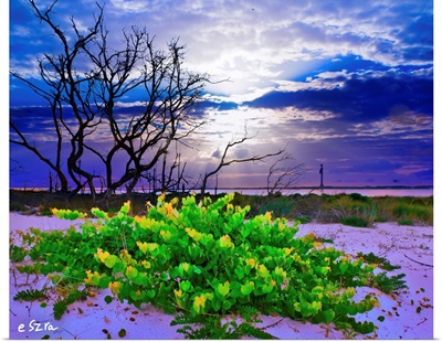 Green Landscape-Grape Vine-Blue Cloud Sunset