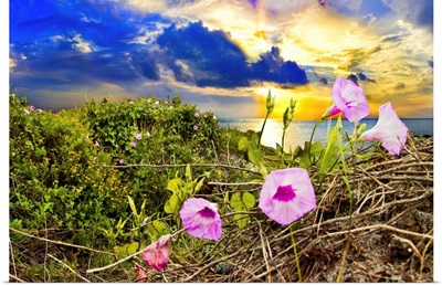 Morning Glory Sunrise-Purple Wildflower Landscape