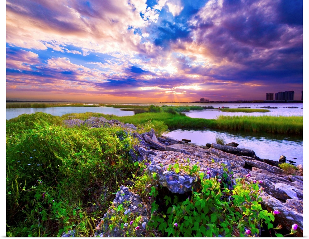 A joyful purple sunrise over morning glory wildflowers near the bay in Pensacola.
