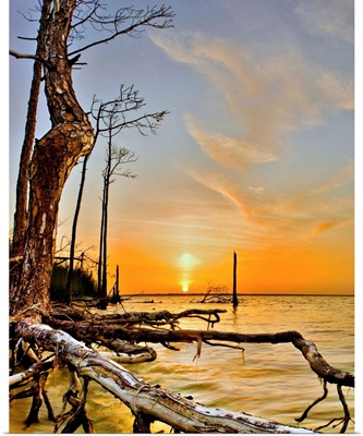 Orange Lake Sunset Reflection Tree Roots