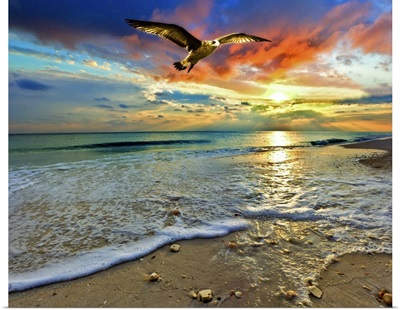 Red Sunset Green Sea Hawk Florida Beach