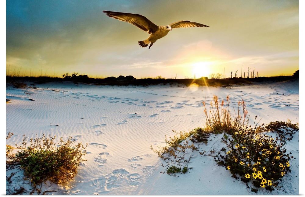 A sea hawk soars before the sunset. The yellow flowers are called beach sun flowers. Landscape taken on Navarre Beach, Flo...