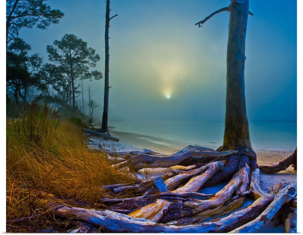 A forest by the sea with sunlight through dense fog on a beach.