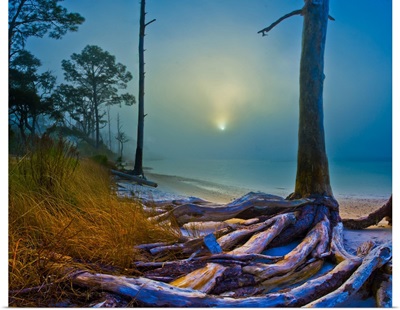 Sunlight Through Dense Fog-Forest Near The Sea