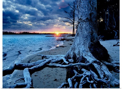 Weathered Tree Roots Blue Sunset-Inspirational