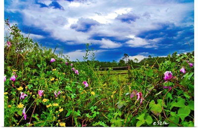 Wildflower Landscape-Morning Glory Dandelion-Rain