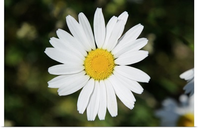 A Daisy Blossom