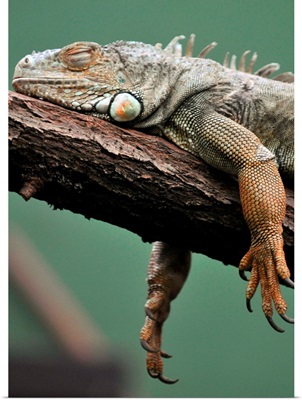 A Gruener Iguana Resting On Branch