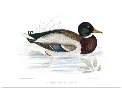 A Mallard Duck, By Henri de La Blanchere, 19th Century color engraving