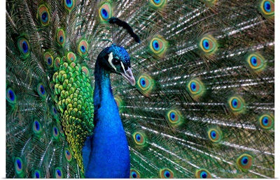 A Peacock With Its Tail Spread