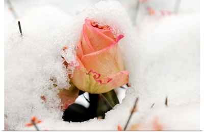 A Snowy Rose