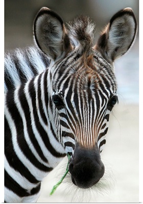 A Young Zebra Named Navisha Stands In Enclosure At Zoo In Berlin, Germany