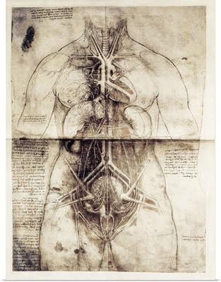 Anatomic studio drawing