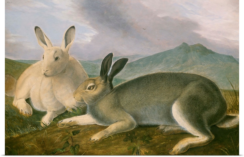 Arctic Hare, by John James Audubon, 1841, American painting, watercolor and oil paint on paper. Audubon's detailed paintin...