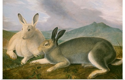 Arctic Hare, by John James Audubon, 1841, American painting