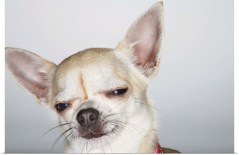 Chihuahua, Eyes Half-Closed, Close-Up