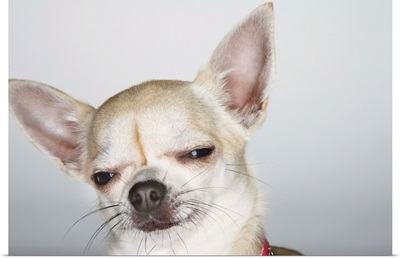 Chihuahua, Eyes Half-Closed, Close-Up