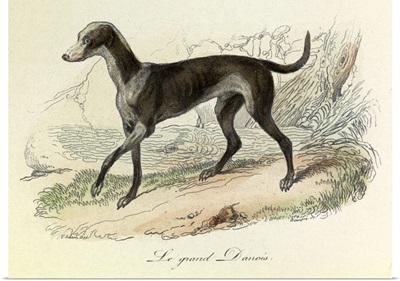 Dog, Great Dane Domestic Animals, from de Buffon