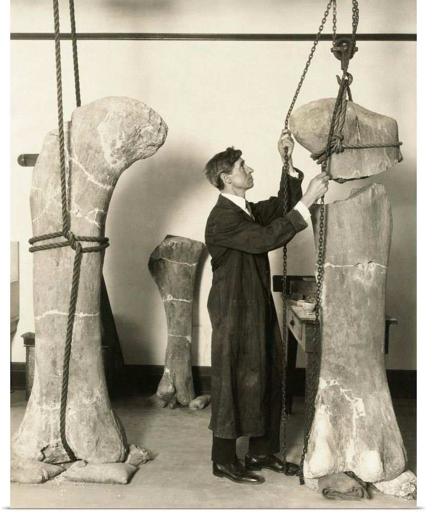 Dr. J. B. Abbott, prepared fossils of dinosaurs' thigh bones for public display at the Field Museum. The specimens were fo...