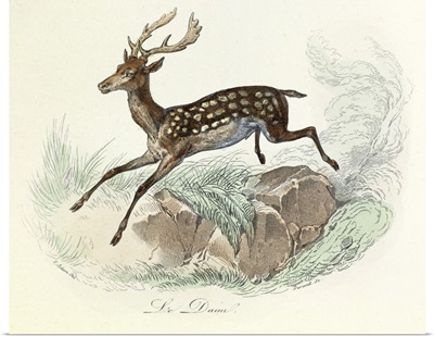 Fallow deer, Domestic Animals, from de Buffon