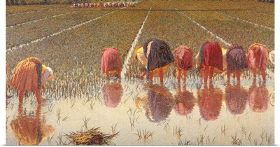 For 80 cents, Row of Women Workers in a Rice Field, 1893