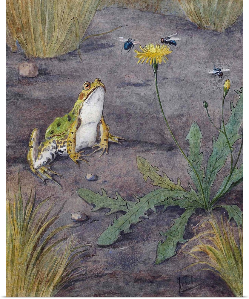 Frog Near a Dandelion with Flies, by Jan van Oort, c.1880-1930, Dutch watercolor painting.