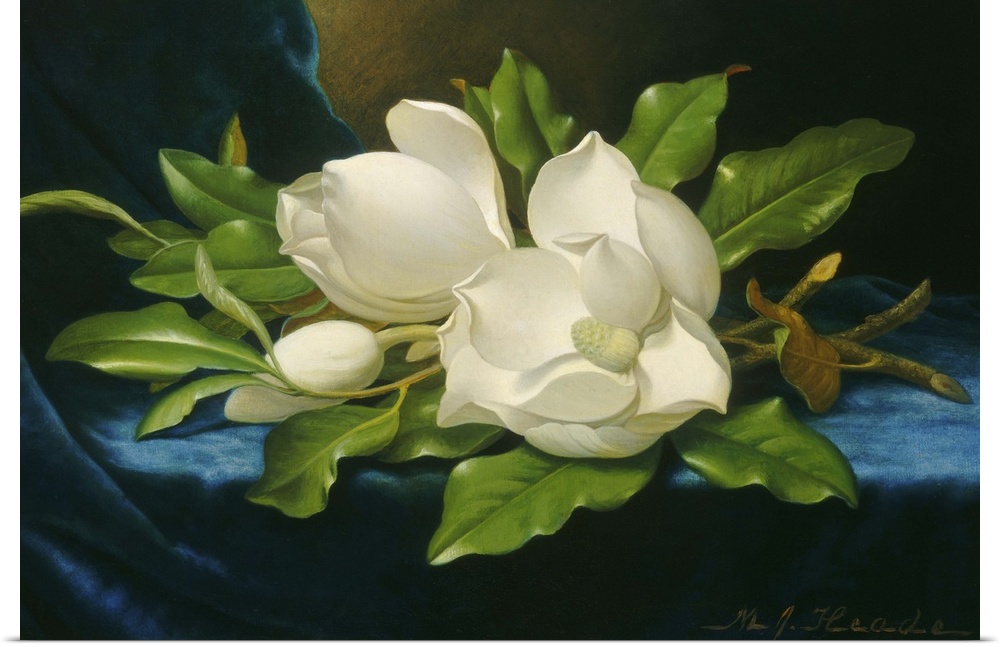 Giant Magnolias on a Blue Velvet Cloth, by Martin Johnson Heade, 1890, American oil painting. Landscape and flower painter...