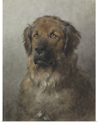 Head of a Newfoundland Dog, c. 1860-1920, Dutch watercolor painting