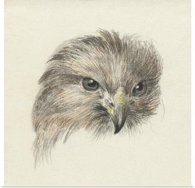 Head of a Raptor, by Jean Bernard, 1825, Dutch chalk and pencil drawing