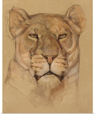 Head of Lioness, by Bernard Willem Wierink, c. 1900-30, Dutch watercolor painting