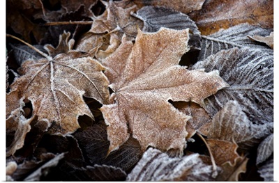 Hoar Frost Covered Leaves