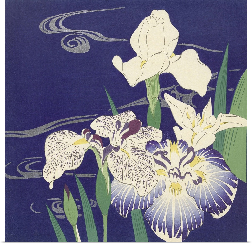 Irises, by Tsukioka Kogyo, c. 1890-1900, Japanese print, color woodcut. Blooming irises against a deep blue background, de...