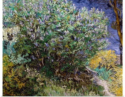 Lilac Bush. 1889. By Vincent Van Gogh. Hermitage Museum, St. Petersburg, Russia