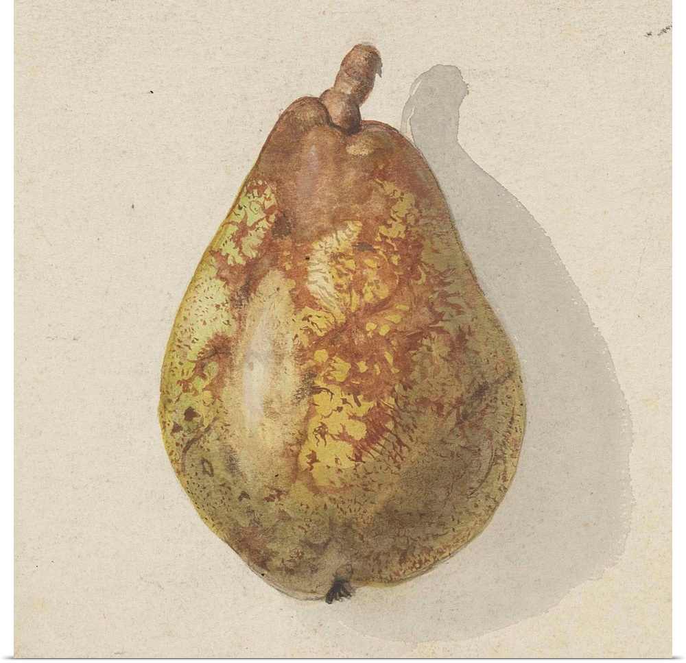 Pear, by Gerardina Jacoba van de Sande Bakhuyzen, c.1850-80, Dutch watercolor painting.